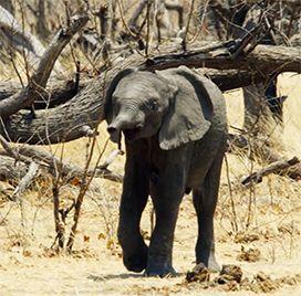 African elephant baby