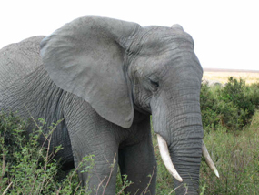 African elephant tusks