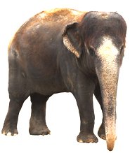 Indian elephant pictures