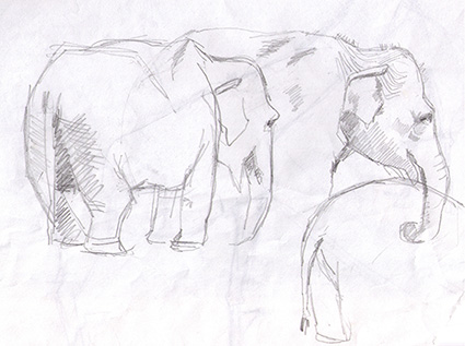 elephant sketches