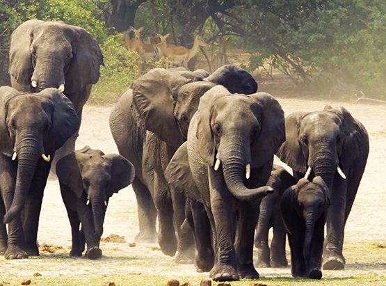 Elephants in Africa Botswana