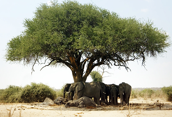 African elephants seeking shadow under a tree