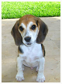 facts about dogs beagle