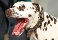 dalmatian facts about dogs