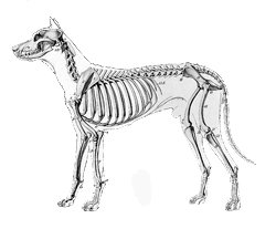 facts-about-dogs-anatomy-lateral