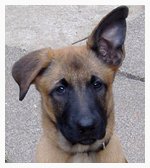 facts about dogs hearing