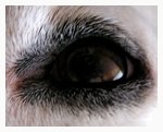 facts about dogs eye close