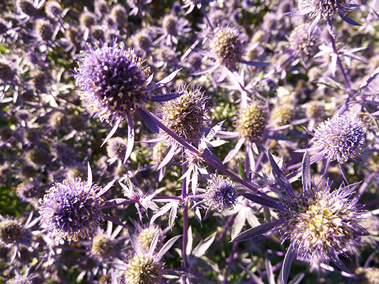 fall flowers