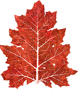 fall leaf red