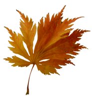 lobed leaf fall colored