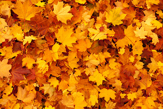 photo of fall maple leaves