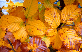 fall pictures beech leaves orange