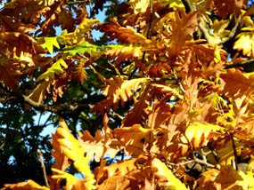 fall pictures oak tree yellow leaves