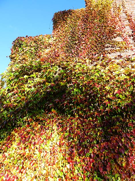 red and green wine leaves on house in fall