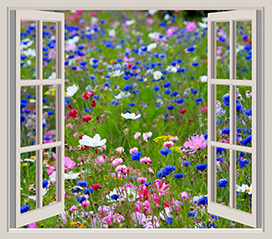 flower garden seen through window