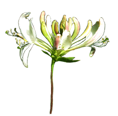 honeysuckle flower GIF