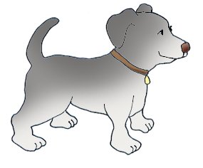 Gray dog with dog collar