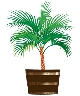 garden palm tree in tub