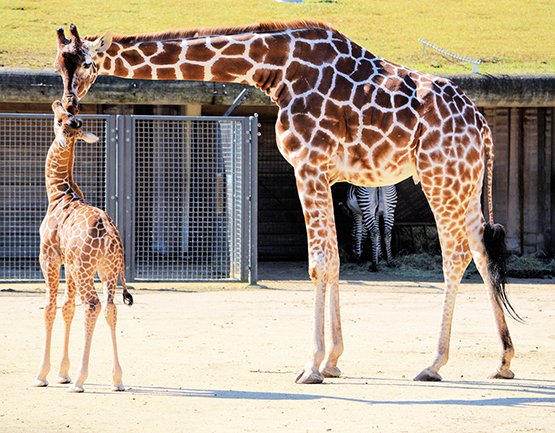giraffe and calf in a zoo