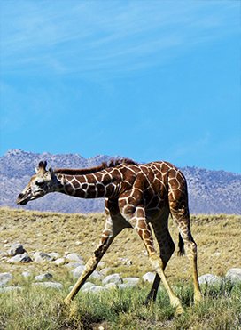 giraffe calf at a watering hole