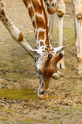 giraffe drinking from a puddle