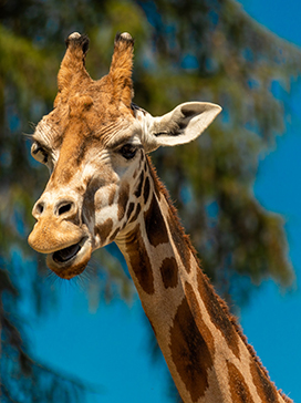 picture of giraffe face