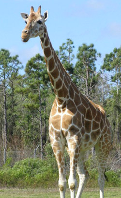 giraffe facts giraffe in zoo