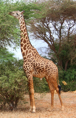 giraffe facts long neck tall giraffe
