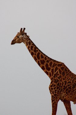 giraffe facts neck of giraffe