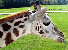 giraffe head tongue out