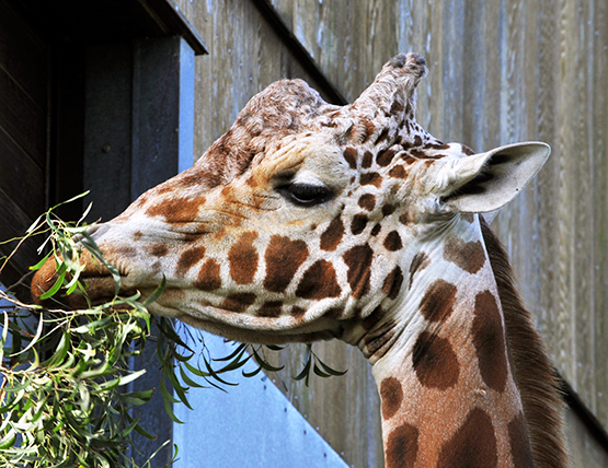 giraffe in zoo eating leaves