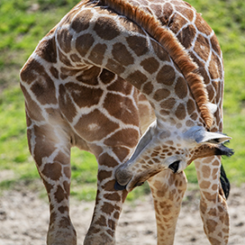 giraffe licking own leg