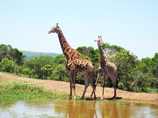 two male giraffes at water hole