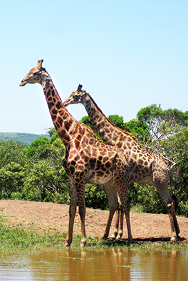 two giraffes at water hole