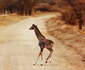 baby giraffe crossing road
