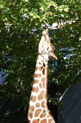 giraffe eating leaves with tongue
