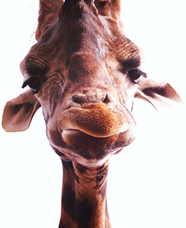 giraffe head pciture close up