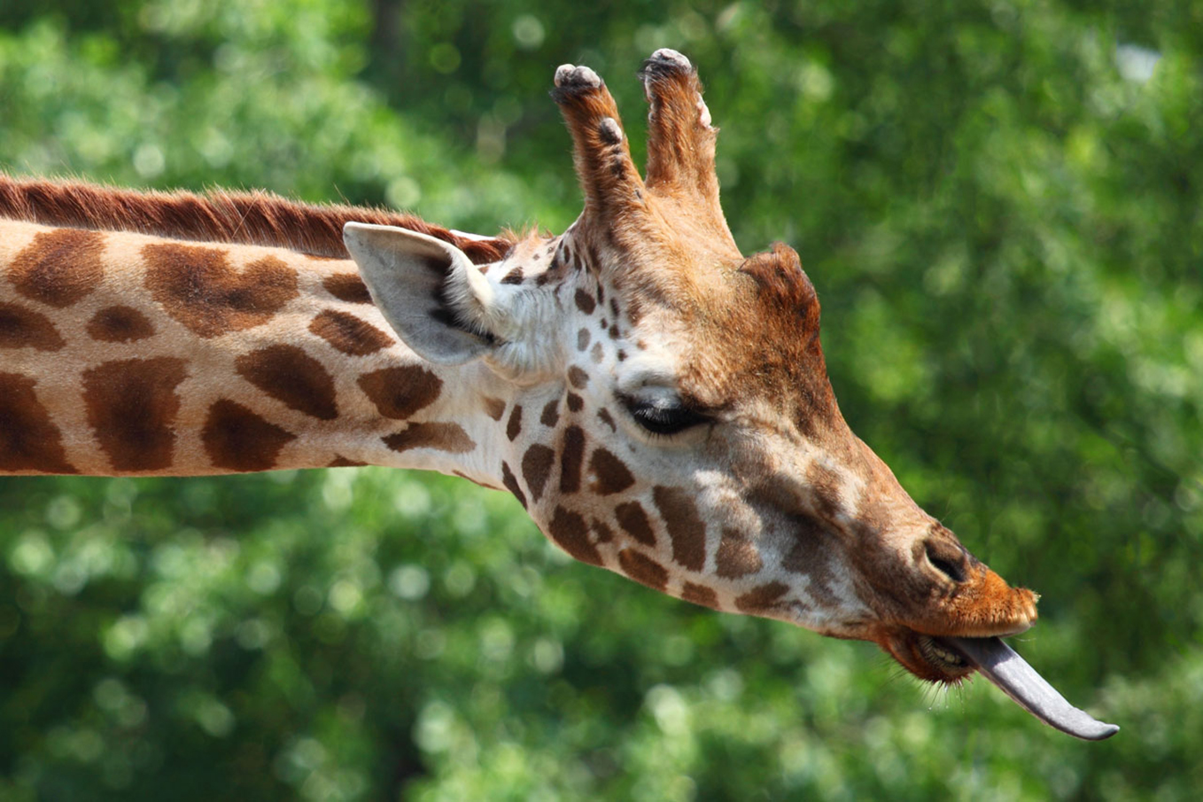 giraffe tongue picture