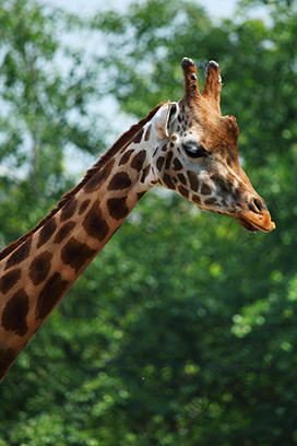 giraffe with long neck picture