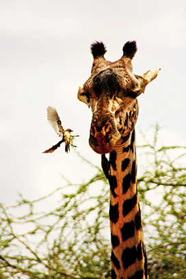 giraffe picture with birds