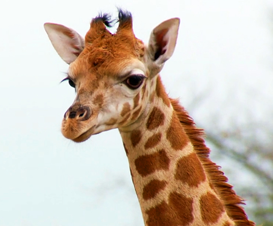 photo of head of giraffe