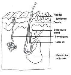 human body diagram skin designation