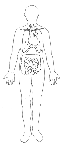 medical clipart lungs heart intestine