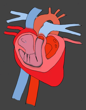 Human heart diagram