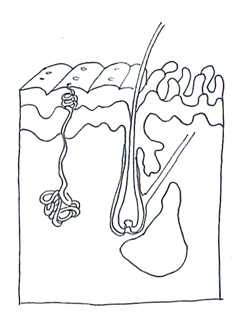 Medical images sectional view of the skin