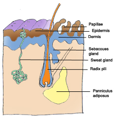 Medical Clip Art skin diagram color