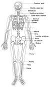 human body sceleton