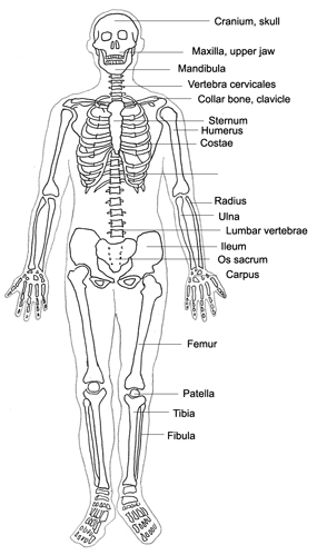 human body diagram designation