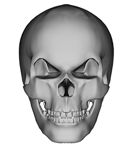 human skull image