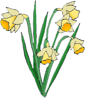 spring clipart daffodils